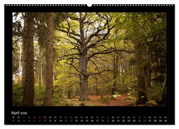 Produktbild: M&auml;rchenhafter Reinhardswald und Urwald Sababurg (hochwertiger Premium Wandkalender 2026 DIN A2 quer), Kunstdruck in Hochglanz