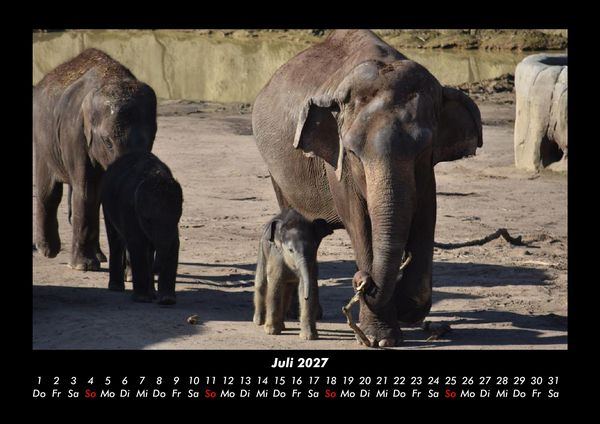 Produktbild: Elefanten 2027 Fotokalender DIN A3
