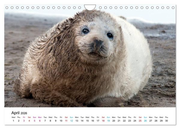 Produktbild: Grey Seal Pups of Donna Nook (Wall Calendar 2026 DIN A4 landscape), CALVENDO 12 Month Wall Calendar