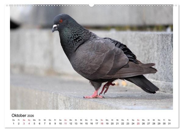 Produktbild: Geliebte Tauben (hochwertiger Premium Wandkalender 2026 DIN A2 quer), Kunstdruck in Hochglanz