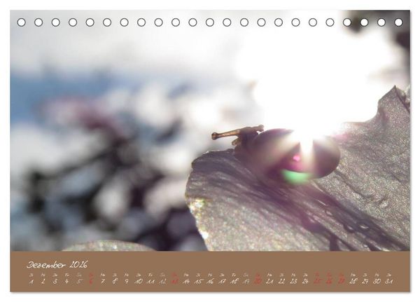 Produktbild: Schneckchen (Tischkalender 2026 DIN A5 quer), CALVENDO Monatskalender