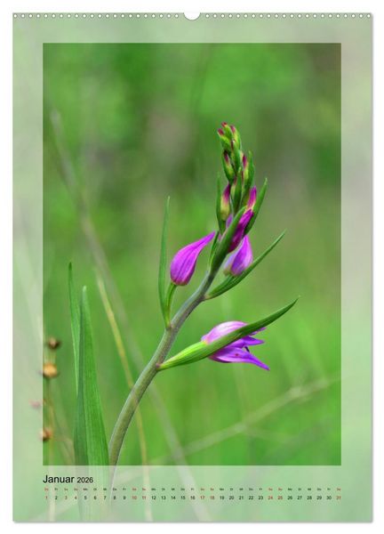 Produktbild: Deutschlands wilde Orchideen (hochwertiger Premium Wandkalender 2026 DIN A2 hoch), Kunstdruck in Hochglanz