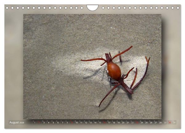 Produktbild: Baltrum - Ein Tag am Strand (Wandkalender 2026 DIN A4 quer), CALVENDO Monatskalender