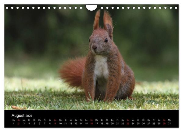 Produktbild: Artist im Garten. Das Eichh&ouml;rnchen (Wandkalender 2026 DIN A4 quer), CALVENDO Monatskalender