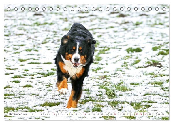 Produktbild: Berner Sennenhunde machen gl&uuml;cklich (Tischkalender 2026 DIN A5 quer), CALVENDO Monatskalender