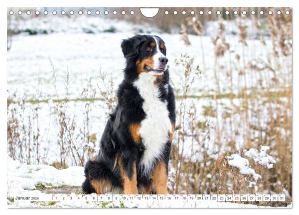 Produktbild: Berner Sennenhunde machen gl&uuml;cklich (Wandkalender 2026 DIN A4 quer), CALVENDO Monatskalender