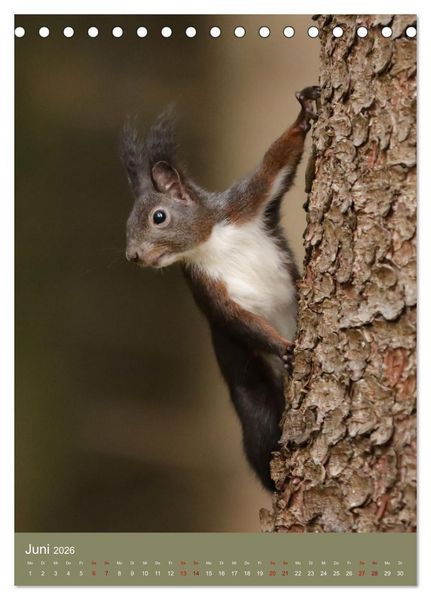 Produktbild: Eichh&ouml;rnchen - zauberhafte Waldbewohner (Tischkalender 2026 DIN A5 hoch), CALVENDO Monatskalender