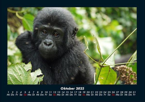 Produktbild: Welt der Affen 2025 Fotokalender DIN A4