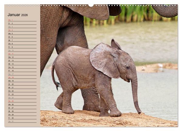 Produktbild: Afrikas wildes Kinderzimmer (Wandkalender 2026 DIN A2 quer), CALVENDO Monatskalender