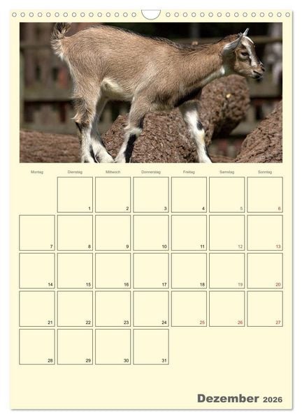 Produktbild: Zwergziegen (Wandkalender 2026 DIN A3 hoch), CALVENDO Monatskalender