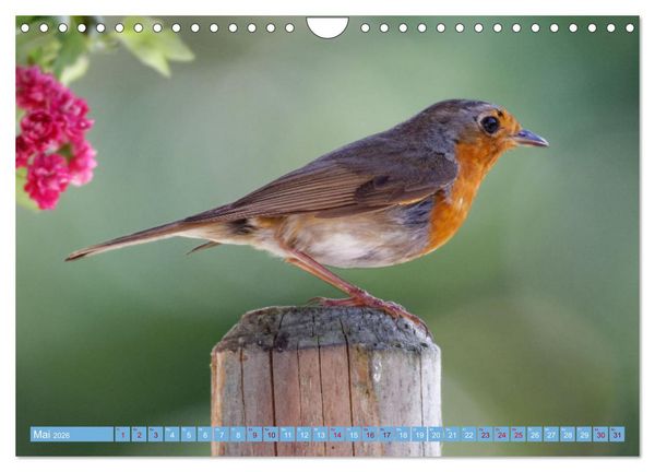 Produktbild: Rotkehlchen - Fotografiert von Ostfriesenfotografie (Wandkalender 2026 DIN A4 quer), CALVENDO Monatskalender