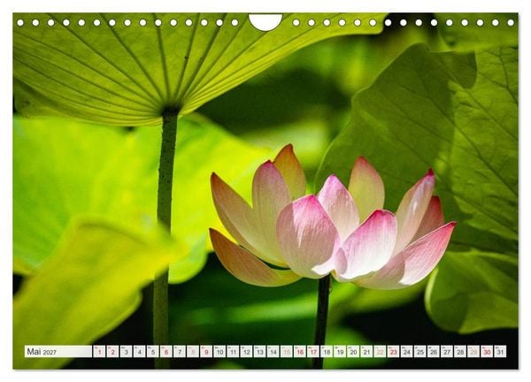 Produktbild: Trauminseln der Welt - Mauritius (Wandkalender 2027 DIN A4 quer), CALVENDO Monatskalender