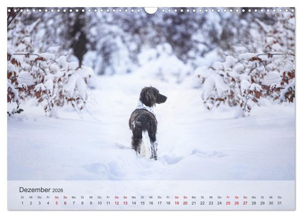 Produktbild: Der kleine M&uuml;nsterl&auml;nder (Wandkalender 2026 DIN A3 quer), CALVENDO Monatskalender