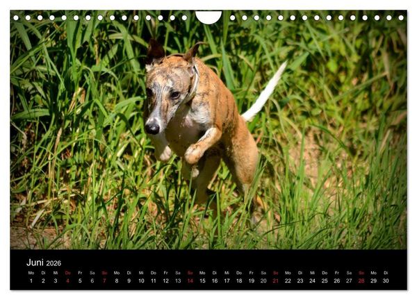 Produktbild: Whippets in Aktion (Wandkalender 2026 DIN A4 quer), CALVENDO Monatskalender