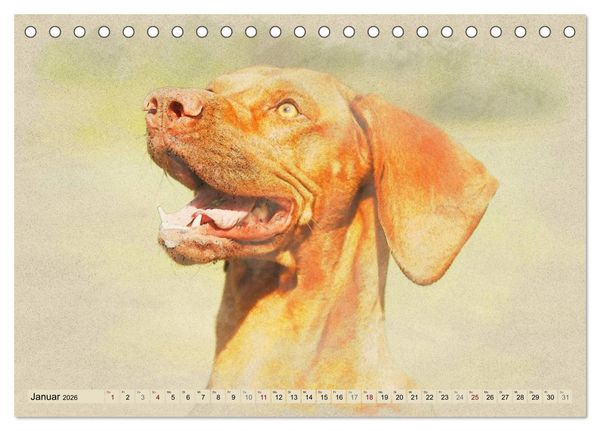 Produktbild: Magyar Vizsla 2026 (Tischkalender 2026 DIN A5 quer), CALVENDO Monatskalender