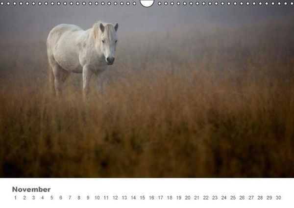 Produktbild: Islandpferde: Gef&auml;hrten der Wikinger (Wandkalender immerw&auml;hrend DIN A3 quer)