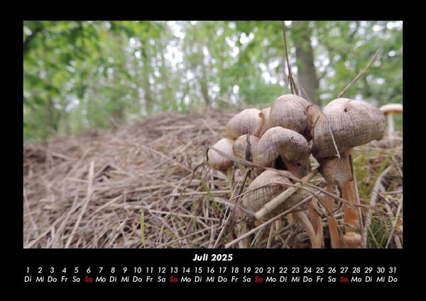 Produktbild: Waldzauber 2025 Fotokalender DIN A3