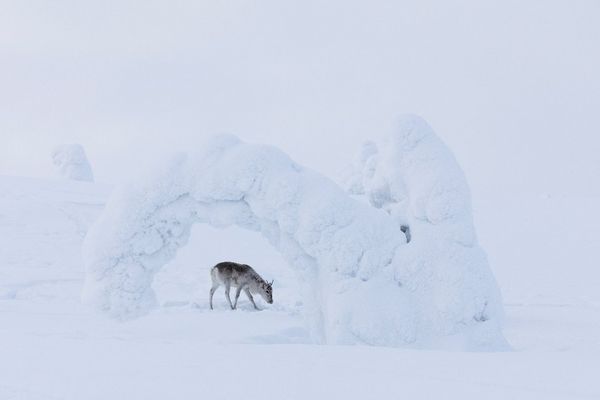 Produktbild: Ailos Reise (Pr&auml;dikat: Wertvoll)