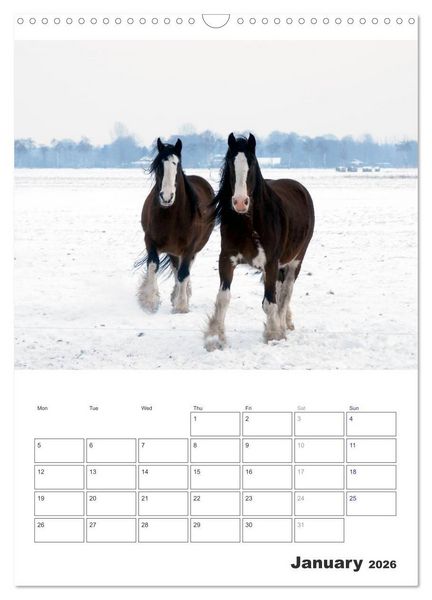 Produktbild: Shire Horses The Gentle Giants (Wall Calendar 2026 DIN A3 portrait), CALVENDO 12 Month Wall Calendar