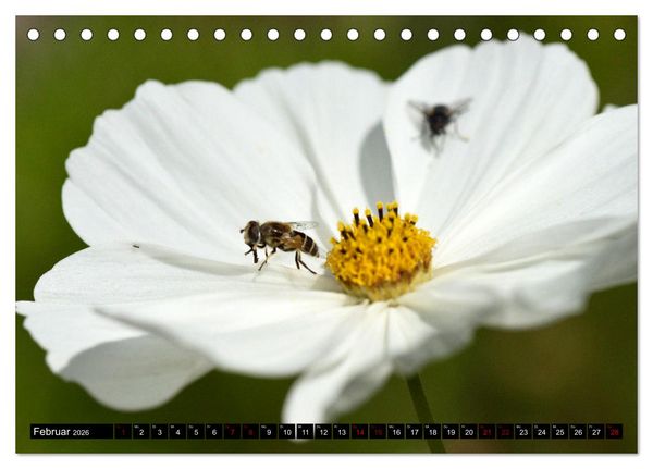 Produktbild: Insekten-Sommer (Tischkalender 2026 DIN A5 quer), CALVENDO Monatskalender
