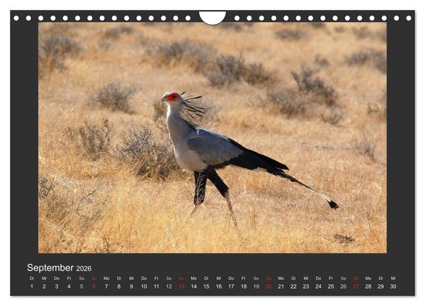 Produktbild: Facetten Namibias (Wandkalender 2026 DIN A4 quer), CALVENDO Monatskalender