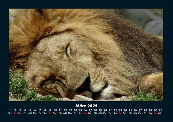 Produktbild: L&ouml;wen in der Wildnis 2025 Fotokalender DIN A4