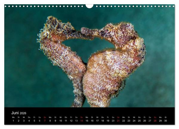 Produktbild: Abgetaucht - an den K&uuml;sten vor Cura&ccedil;ao (Wandkalender 2026 DIN A3 quer), CALVENDO Monatskalender