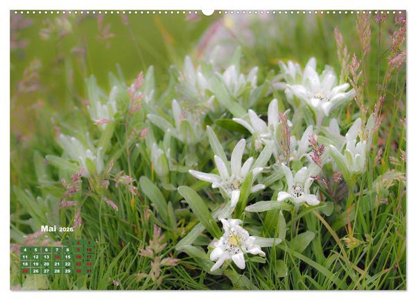 Produktbild: Gro&szlig;glockner wundersch&ouml;ne Berg- und Tierwelt (hochwertiger Premium Wandkalender 2026 DIN A2 quer), Kunstdruck in Hochglanz