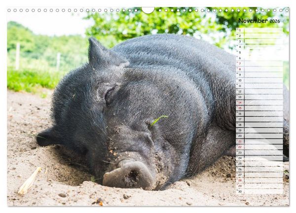 Produktbild: Geliebte Tiere auf dem Bauernhof (Wandkalender 2026 DIN A3 quer), CALVENDO Monatskalender