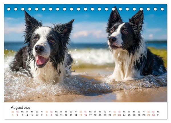 Produktbild: Border Collies H&uuml;teprofis (Tischkalender 2026 DIN A5 quer), CALVENDO Monatskalender