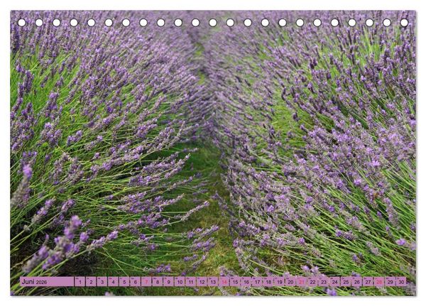 Produktbild: Farbzauber Lavendel (Tischkalender 2026 DIN A5 quer), CALVENDO Monatskalender