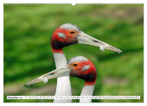 Produktbild: Bunte Vielfalt in der Vogelwelt (Wandkalender 2026 DIN A2 quer), CALVENDO Monatskalender