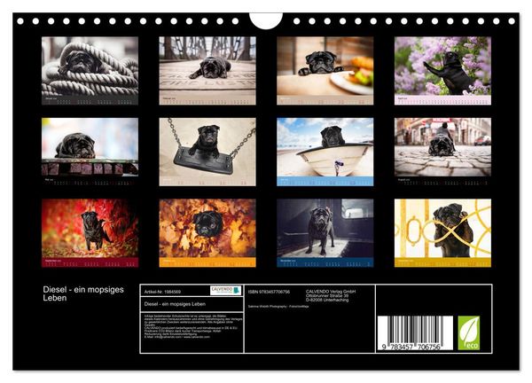 Produktbild: Diesel - ein mopsiges Leben (Wandkalender 2026 DIN A4 quer), CALVENDO Monatskalender