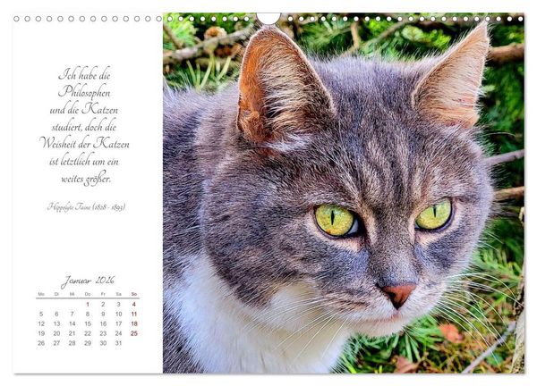 Produktbild: Catlovers - Ein Jahr voller Samtpfoten und charmanten Weisheiten (Wandkalender 2026 DIN A3 quer), CALVENDO Monatskalender