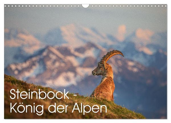 Produktbild: Steinbock - K&ouml;nig der Alpen (Wandkalender 2026 DIN A3 quer), CALVENDO Monatskalender
