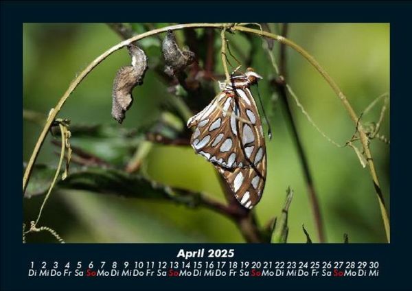 Produktbild: Bunte Pracht der Schmetterlinge 2025 Fotokalender DIN A5
