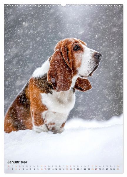 Produktbild: Basset Hound - freundlich und anh&auml;nglich (Wandkalender 2026 DIN A2 hoch), CALVENDO Monatskalender