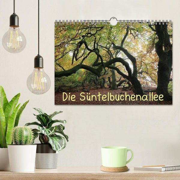 Produktbild: Die S&uuml;ntelbuchenallee (Wandkalender 2026 DIN A4 quer), CALVENDO Monatskalender