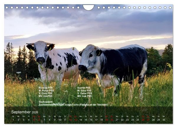 Produktbild: Pustertaler Sprinzen und Schecken 2026 (Wandkalender 2026 DIN A4 quer), CALVENDO Monatskalender