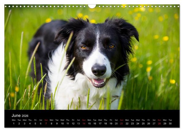 Produktbild: Beauty of a Border Collie (Wall Calendar 2026 DIN A3 landscape), CALVENDO 12 Month Wall Calendar