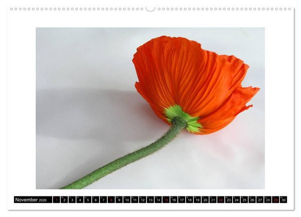 Produktbild: Mohn im Portr&auml;t (hochwertiger Premium Wandkalender 2026 DIN A2 quer), Kunstdruck in Hochglanz