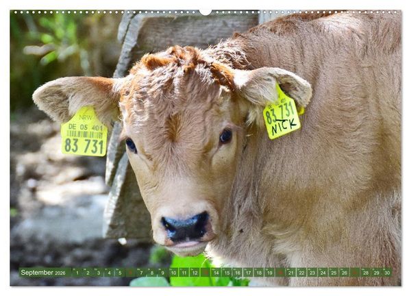 Produktbild: Eifeler Kuhwiesen (hochwertiger Premium Wandkalender 2026 DIN A2 quer), Kunstdruck in Hochglanz