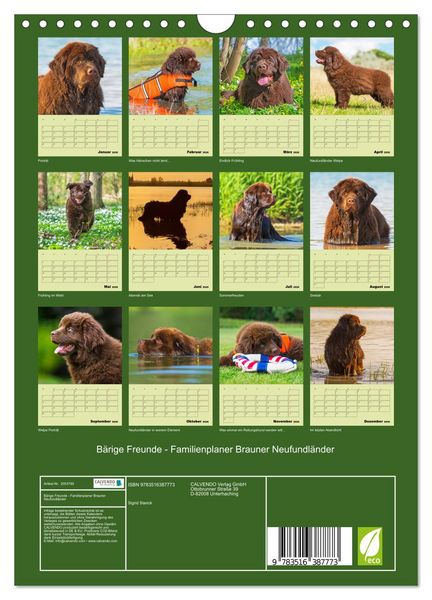 Produktbild: B&auml;rige Freunde - Familienplaner Brauner Neufundl&auml;nder (Wandkalender 2026 DIN A4 hoch), CALVENDO Monatskalender