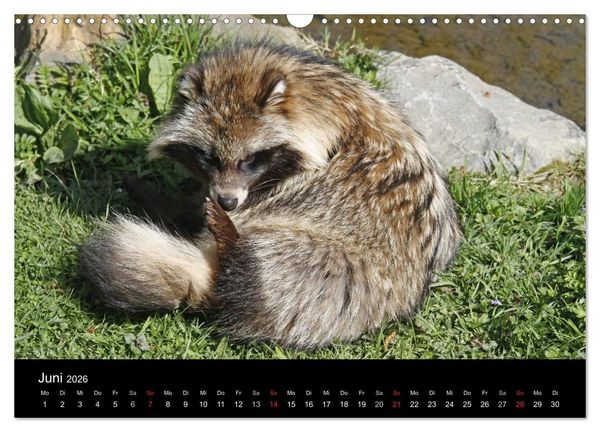 Produktbild: Marderhunde (Wandkalender 2026 DIN A3 quer), CALVENDO Monatskalender