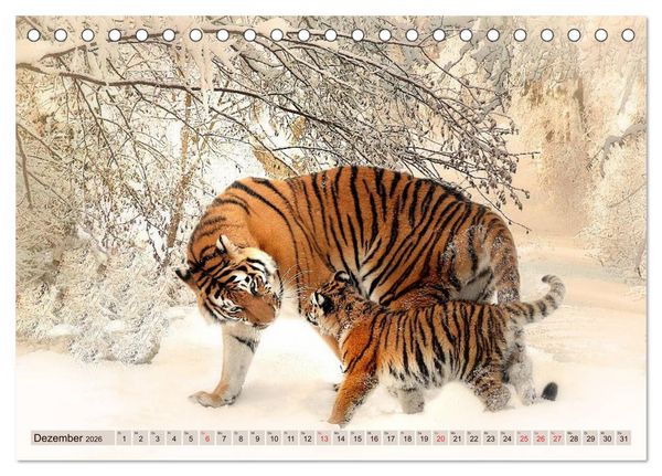 Produktbild: Tiger. Gestreift, wild u. sch&ouml;n (Tischkalender 2026 DIN A5 quer), CALVENDO Monatskalender