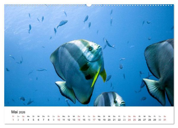 Produktbild: Highlights aus dem Meer - Tauchkalender (Wandkalender 2026 DIN A2 quer), CALVENDO Monatskalender