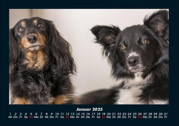 Produktbild: Hunde Kalender 2025 Fotokalender DIN A4