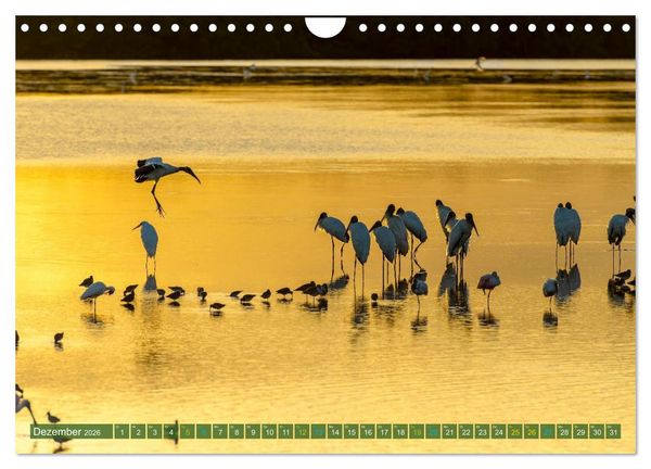 Produktbild: Waldstorch und Anhinga (Wandkalender 2026 DIN A4 quer), CALVENDO Monatskalender