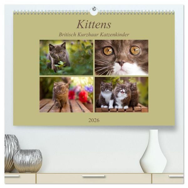 Produktbild: Kittens - Britisch Kurzhaar Katzenkinder (hochwertiger Premium Wandkalender 2026 DIN A2 quer), Kunstdruck in Hochglanz