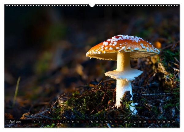 Produktbild: Wilde Pilze: Ein Kalender f&uuml;r Naturbegeisterte (hochwertiger Premium Wandkalender 2026 DIN A2 quer), Kunstdruck in Hochglanz